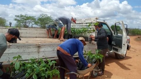 Prefeitura de Catingueira distribui 2 mil mudas de árvores nativas e frutíferas na cidade