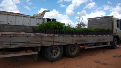 Prefeitura de Emas adquire 1.500 mudas de plantas frutíferas e nativas para embelezar a cidade e doar a população