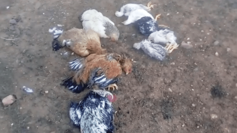 Morte súbita de dezenas de galinhas, patos e gansos assusta agricultores de Catingueira