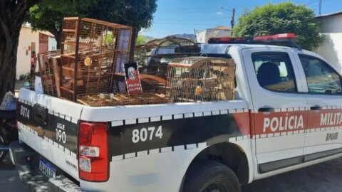 Homem terá que pagar multa de R$ 7 mil por manter 14 aves silvestres em cativeiro, no Vale do Piancó