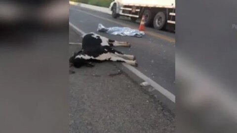 Homem morre após colidir moto em vaca na manhã deste sábado (24), em Patos