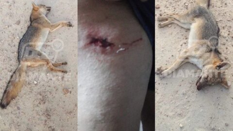 Aposentada mata raposa estrangulada ao sofrer ataque quando fazia caminhada, no Vale do Piancó