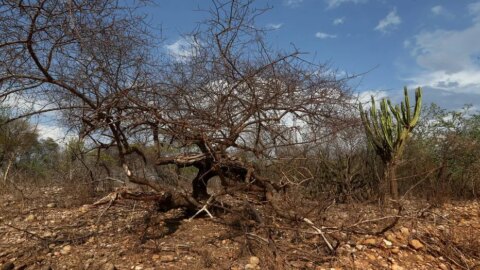 Governo decreta situação de emergência em Piancó, Olho D’água e mais 9 cidades do Vale