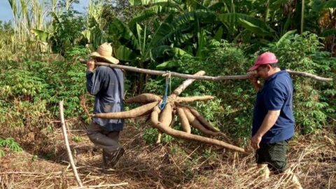 Agricultor colhe macaxeira gigante com mais de 30 quilos no Vale do Piancó