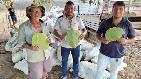 Secretaria de Agricultura distribui 40 mil raquetes de palma forrageira, em Catingueira