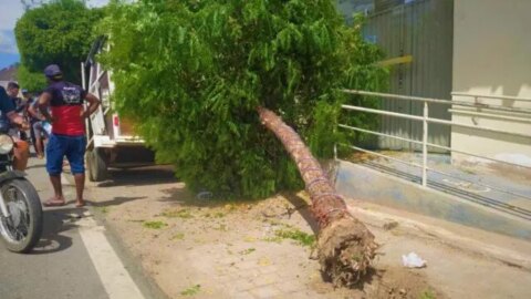 Reboque com cavalo de “Gugu de Catingueira” se desprende de carro e atinge árvore na BR-361, em Catingueira
