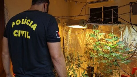 Polícia Civil prende homem e desmonta estufa com 150 pés de maconha cultivados em apartamento, na Paraíba