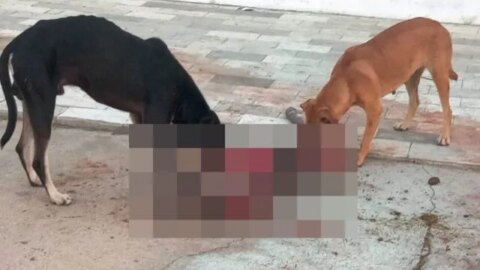 Cães matam e devoram filhote de jumento no meio da rua, em Patos