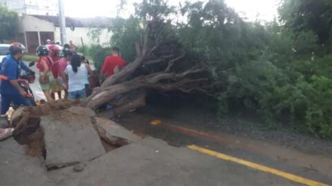 Chuva com forte vento derruba árvore e atinge mulher em Patos