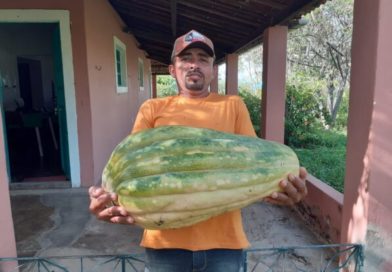 Agricultor de Piancó colhe jerimum de 24,5 quilos