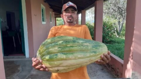 Agricultor de Piancó colhe jerimum de 24,5 quilos