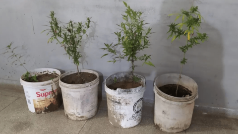 Idoso de 80 anos é preso com plantio de maconha em Teixeira; arma de fogo também foi apreendida