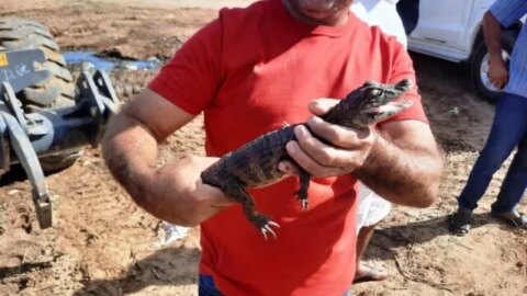 Populares capturam filhote de jacaré e acionam Polícia Ambiental, em Patos