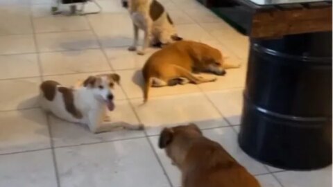 Família denuncia que animais são mortos por envenenamento em Itaporanga