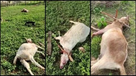 Animais são encontrados mortos em propriedade, no Vale do Piancó