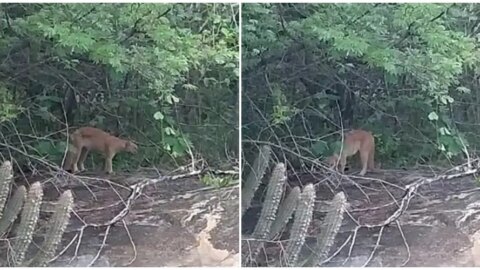 VÍDEO: Onça-parda é vista na zona rural de Mãe d’Água