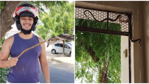 Cobra é resgatada em residência no centro de Patos