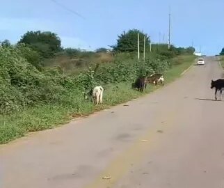 Animais soltos aumentam índice de acidentes com mortes na BR-361, no Vale do Piancó