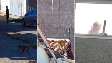Macaco-prego viraliza nas ruas de Patos e é flagrado espiando pela janela dos banheiros das casas
