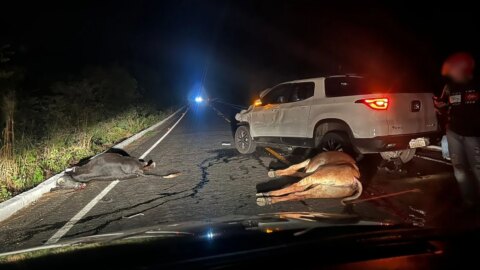 Animais soltos na pista provocam acidente com carro em Itaporanga