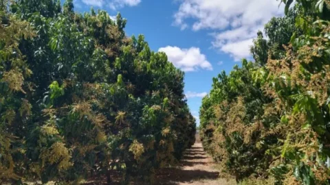 Fazenda Tamanduá, em Santa Terezinha, abre dezenas de vagas para homens e mulheres trabalharem na colheita deste ano