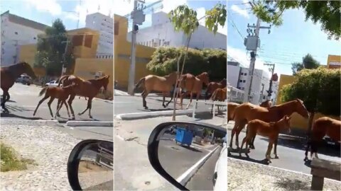 Internauta flagra cavalos soltos e caminhando ao lado de veículos no Centro de Patos