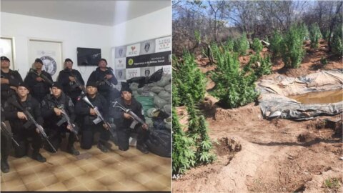 Policiais militares do BOPE apreendem mais de 4 mil pés de maconha e 100 kg de drogas em operação em Malta
