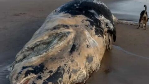 Baleia é encontrada morta em praia da Paraíba