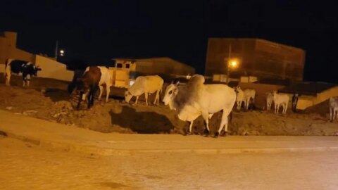 Prefeito de Itaporanga sanciona lei que prevê abatimento de animais soltos em vias públicas e distribuição de carne para creches