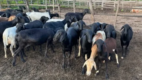 Criminosos invadem propriedade rural e furtam 21 ovelhas, 120 sacos de ração e várias ferramentas, em Piancó