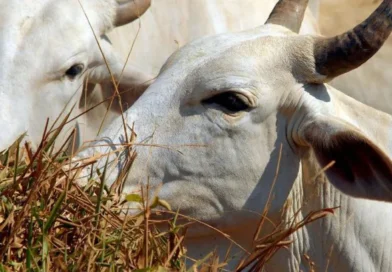 Bandidos furtam mais de 50 cabeças de gado na zona rural de Coremas