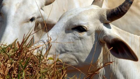 Bandidos furtam mais de 50 cabeças de gado na zona rural de Coremas
