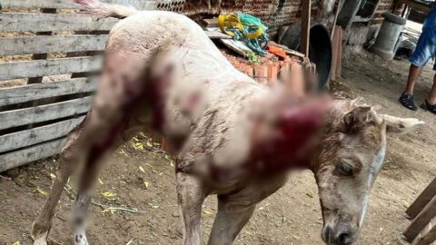 Potro é morto e outro animal fica ferido após ataque de cães, em Patos