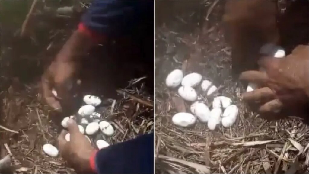 Pescadores encontram ninho com 18 ovos de jacarés próximo a Açude, no Sertão da PB