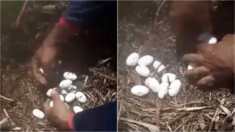 Pescadores encontram ninho com 18 ovos de jacarés próximo a Açude, no Sertão da PB