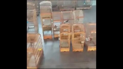 Polícia prende homem por crime ambiental e apreende 37 aves e 53 gaiolas, em Piancó