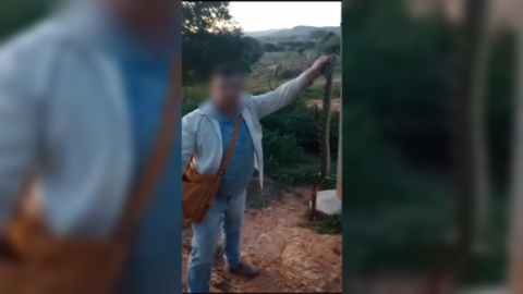 Após ser picado, homem mata cascavel a dentadas, no Vale do Piancó