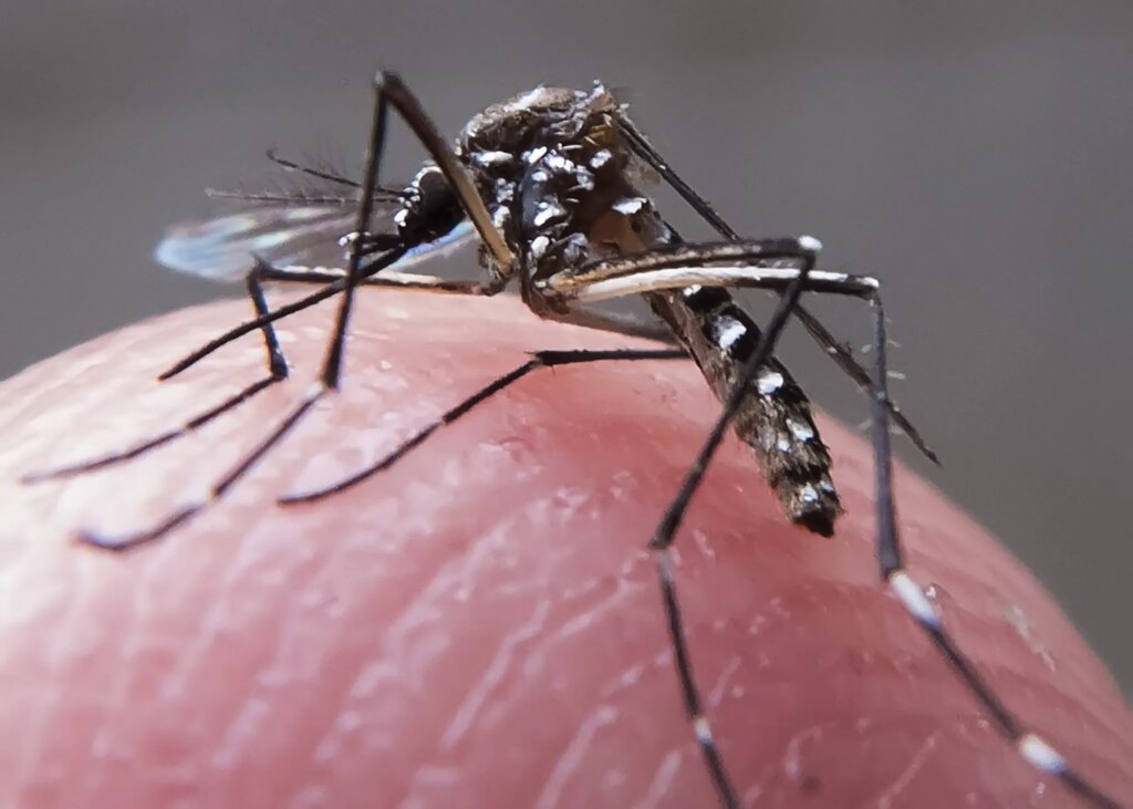 Criança de 1 ano e 4 meses morre vítima de Chikungunya, na PB