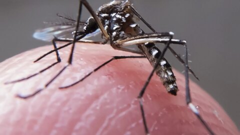Criança de 1 ano e 4 meses morre vítima de Chikungunya, na PB