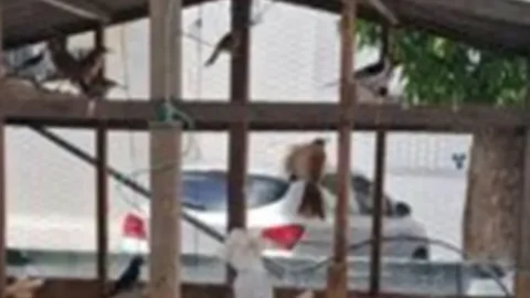 Polícia Ambiental apreende pássaros silvestres em Piancó
