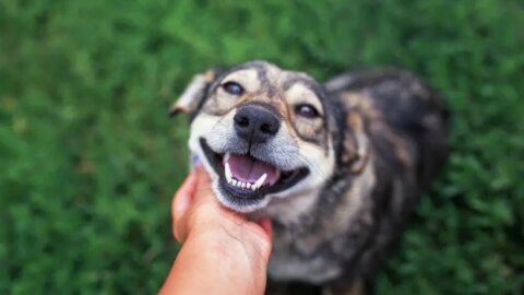 Pedido para sepultar cachorro em cemitério de Patos causa polêmica