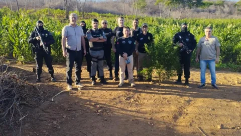 Operação das Polícias Civil e Militar destrói plantação com mais de 60 mil pés de maconha, em Malta