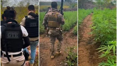Policial militar e seis homens são presos durante operação que incinerou 15 mil pés de maconha em Taperoá (PB)