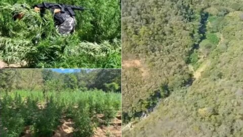 Plantação com quase 10 mil pés de maconha é destruída durante operação, no Sertão da PB