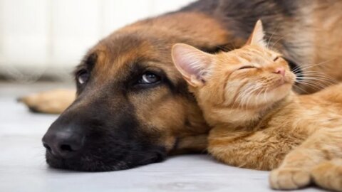 Governo sanciona lei que proíbe tatuagens e piercings com fins estéticos em cães e gatos