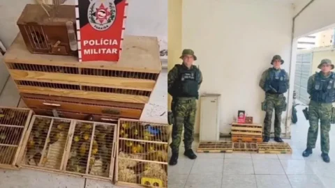 Polícia apreende 400 canários-da-terra transportados ilegalmente em ônibus, no Vale do Piancó