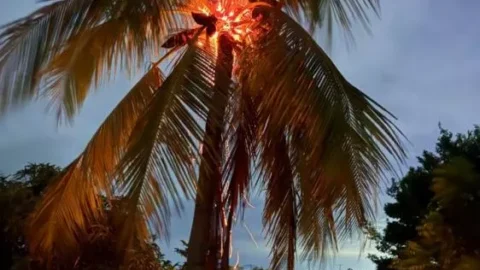 Raio atinge área rural de Santa Terezinha, destrói coqueiro e assusta moradores durante a madrugada