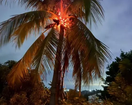 Raio atinge área rural de Santa Terezinha, destrói coqueiro e assusta moradores durante a madrugada