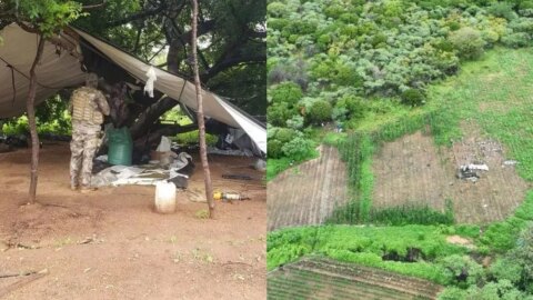 Polícia Federal realiza operação contra grupo suspeito de plantio de maconha erradicado em Santa Terezinha-PB