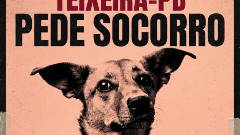 Número de cães mortos por suspeita de envenenamento chega a 204 e população cobra respostas, em Teixeira